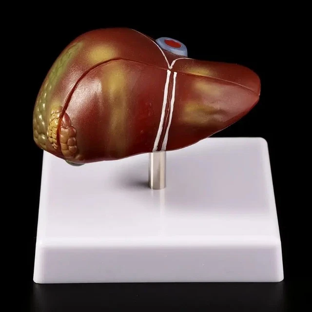 Human Cardiac Bypass Surgery Heart Anatomy Cardiovascular Cardiology Medical Anatomical  Teaching Model Specimen