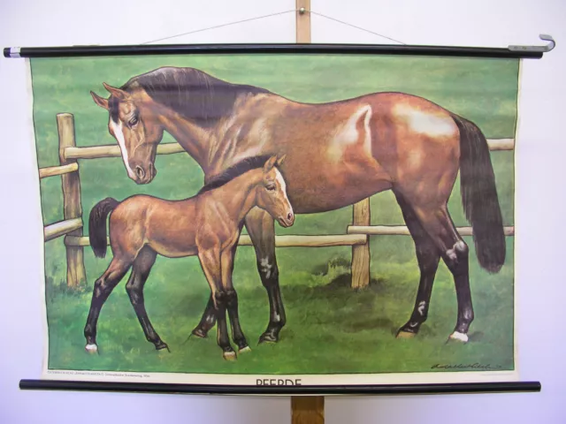 Mural Adal. Pilch Horse Foal Mare 98x65 ~ 1950 Vintage Chart