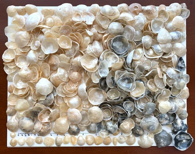 632 Jingles Seashells gray gold color flower beach art craft shell frame USA