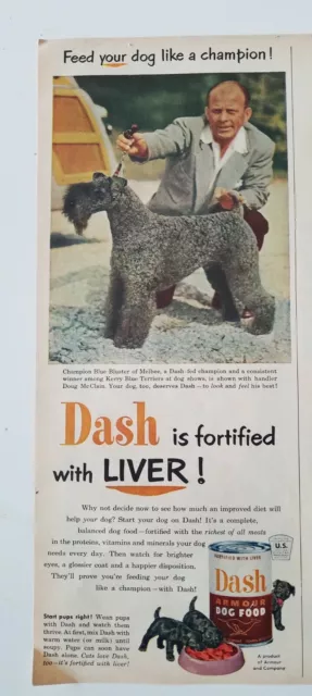 1952 Dash dog food Champion Kerry blue Bluster of Melbee dog vintage ad