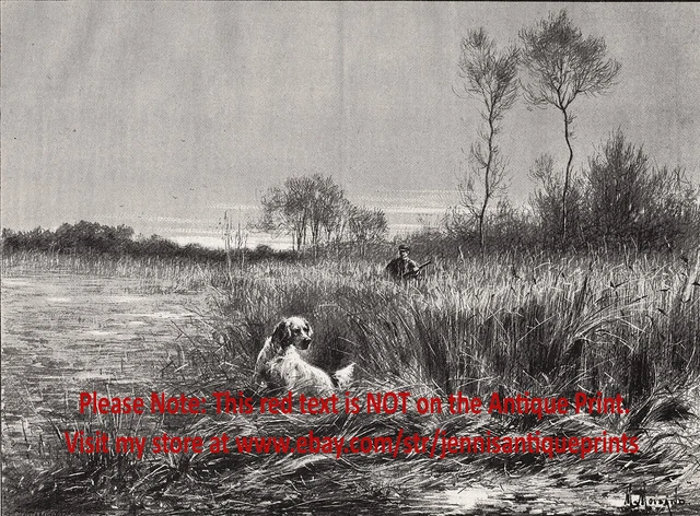 Dog English Setters Hunting Pointing Bulrush Hunter, Large 1890s Antique Print 2