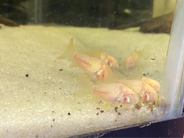 Albino Cory  (PACK OF 6)- Albino Corydora Catfish - Live Fish (.75" - 1" - 6PCS)