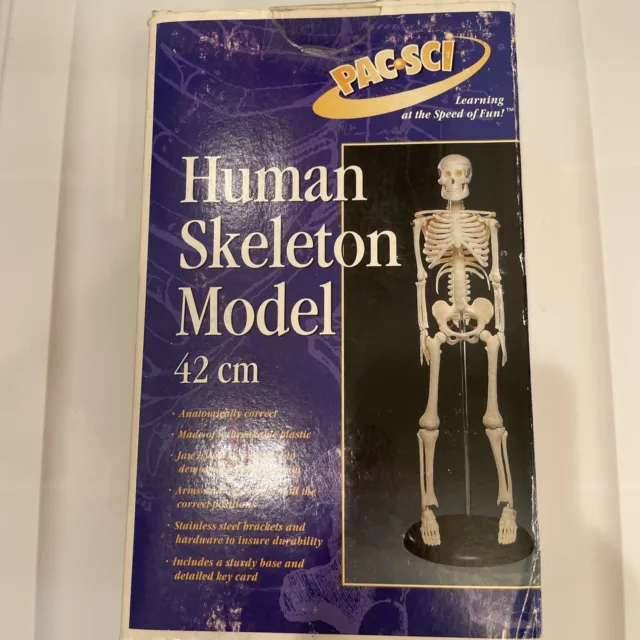 Pacific science supplies Human Skeleton Model 42 cm