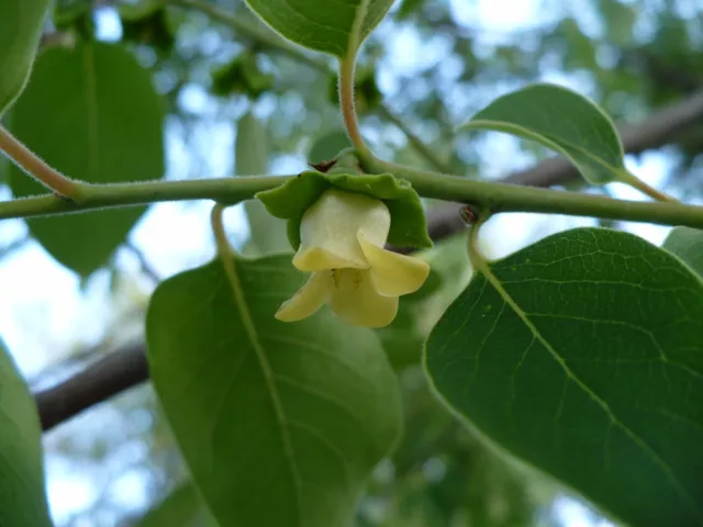 American Persimmon Diospyros virginiana 30 Seeds 2