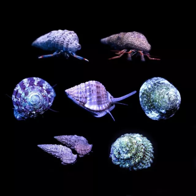 50 Mixed - Saltwater Cleanup Crew - North Pacific CA Ocean Farmed Snails & Crabs