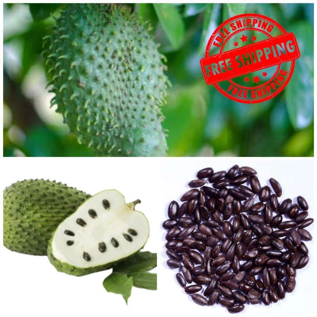 Soursop Guanabana Graviola Annona muricata 40 Seeds Tropical Sweet Fruit Plant