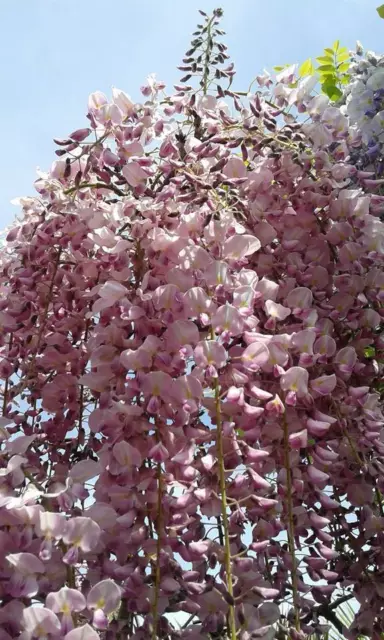 Wisteria floribunda 'Rosea' - Pianta GLICINE rosa  rampicante H 190cm  fiori