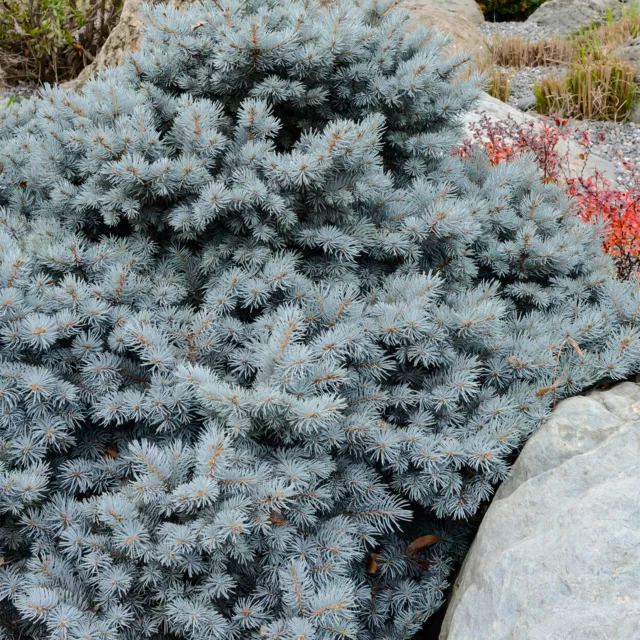 Picea glauca Sanders Blue Outdoor Evergreen Garden Shrub Dwarf Spruce 9cm Pot