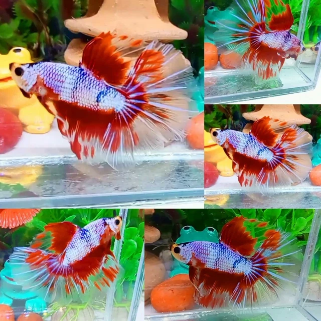 Red Marble Halfmoon Male - IMPORT LIVE BETTA FISH FROM THAILAND