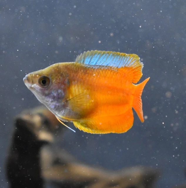 Live Neon Dwarf Gourami (Pack of 2 Freshwater Aquarium Fish) PLS READ DESCR 5