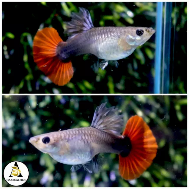2X -  Female- Live Aquarium Guppy Fish High Quality - Flower HB Red Rose DBS HM.