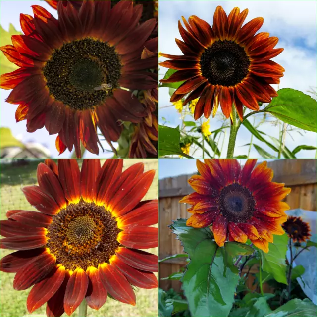 SUNFLOWER Royal Velvet 10 Seeds Grow FLOWERS Beautiful GARDEN