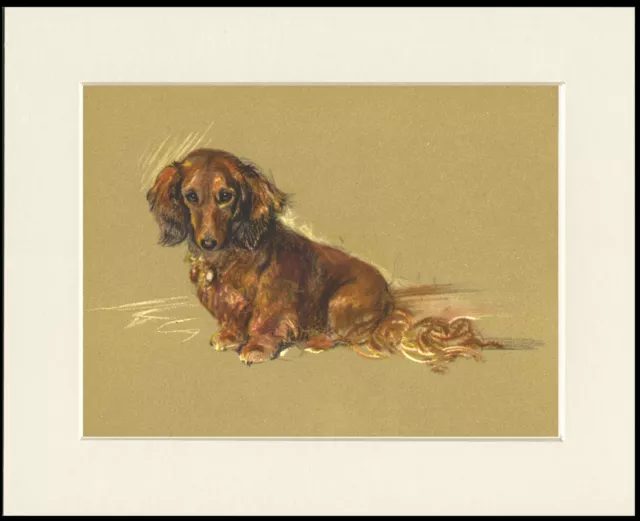 Lovely Long Haired Dachshund Dog Print Mounted Ready To Frame