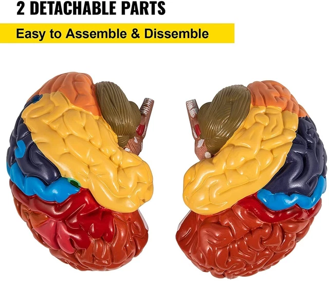 HUMAN BRAIN MODEL Anatomy Color-Coded Life Size Teaching Anatomy of ...