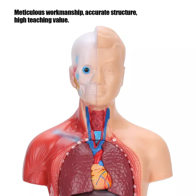 28cm Menschliche Torso Modell Abnehmbare Innere Organe Lehre Anatomie EM9