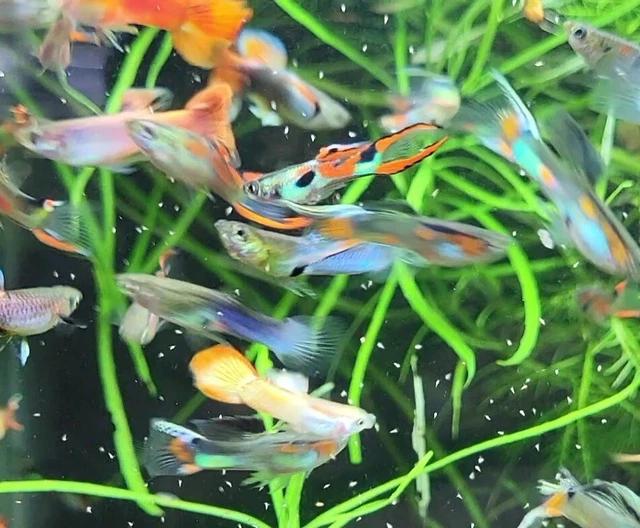 Guppy/Endler skittle pack Guppy/Endler skittle pack