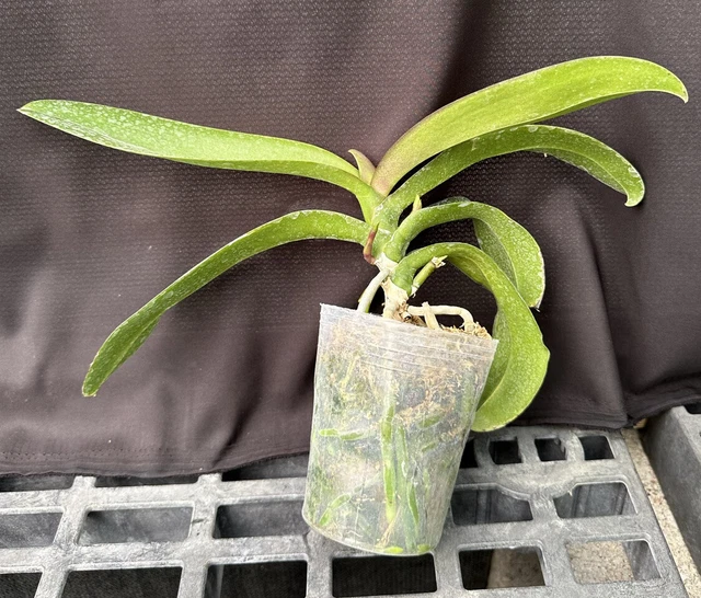 Phal.  **2 Spikes** Phalaenopsis Orchid Plant.