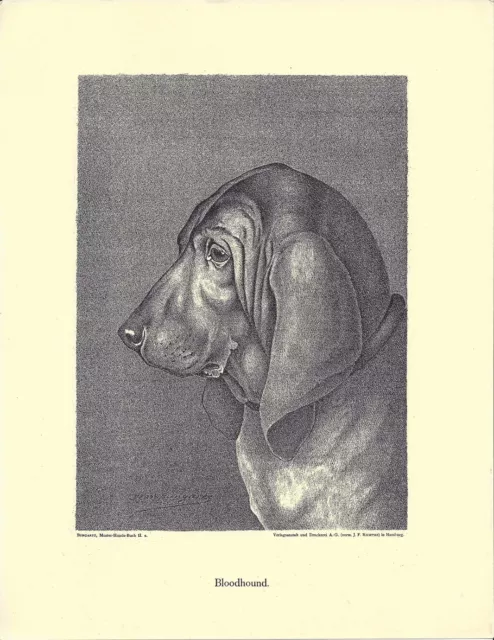 1890 Jean Bungartz Dog Art Head Study Print Reproduction BLOODHOUND