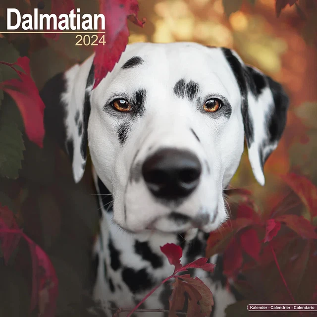 CALENDRIER 2024 DALMATIEN EUR 15,90 PicClick FR