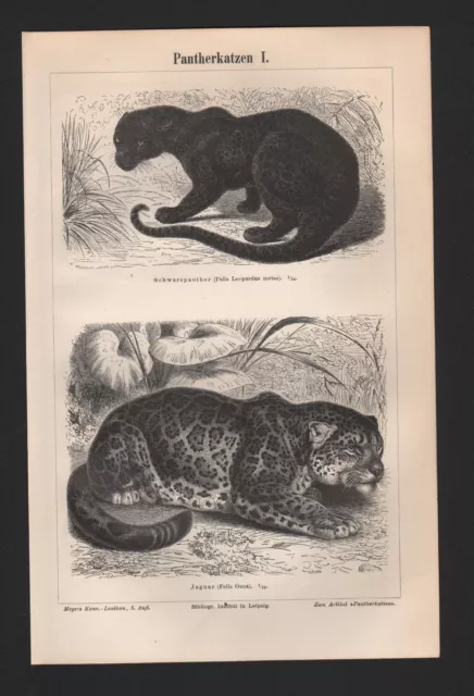 Lithografie 1897: Pantherkatzen I/II. Jaguar Schwarzpanther Irbis Leopard