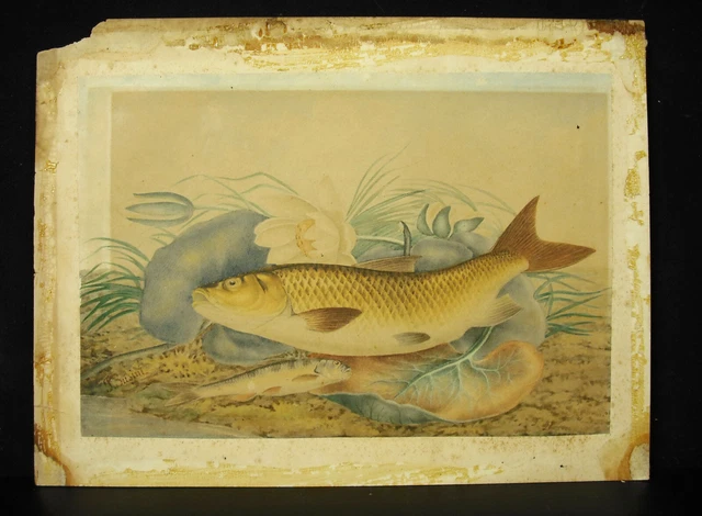 J Susini Naturaleza Muerta Para El Trucha Dibujo Original Acuarela c1900 Pescado
