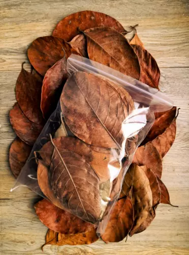 Natural Organic 100% Dried Jack Fruit Leaves Shrimp Betta Fish Aquarium 100 pcs