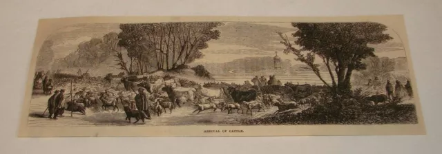 1877 magazine engraving ~ ARRIVAL OF CATTLE