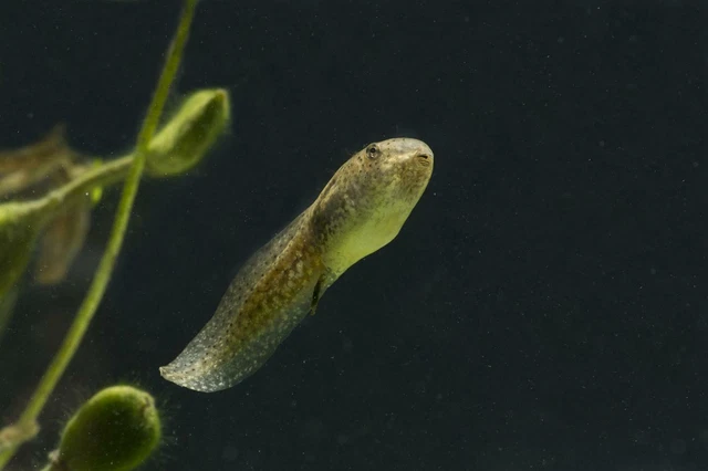 15+ Live Bullfrog Tadpoles GUARANTEE and ALIVE (LARGE)  FREE 2-Day Shipping