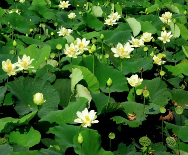 Fiore Di Giglio D'acqua Bianco Indiano / Bonsai Loto / Stagno / Ciotola 5 Semi Freschi