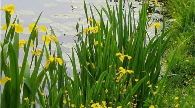 Iris Pseudacorus Lirio Acuático Planta De Estanque Floración Amarillo Biopiscina 2