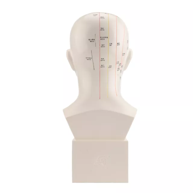 Head Acupuncture Model HD Standard Acupoint TCM Acupuncture Humaine Point He SFD 2