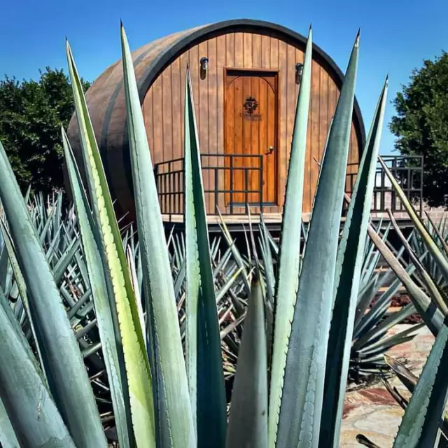 Agave tequilana azul weber blue 80 seeds Jalisco Mexico