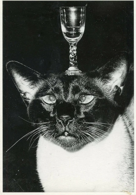Cpsm / Carte Postale / Chat / Cat / Illustrateur // Studio Lemaire