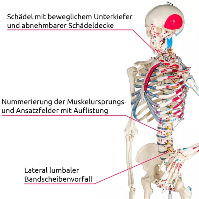 Menschliches Stativ Skelett Modell Anatomie Lehrmodell Poster + Abdeckung 180cm 2
