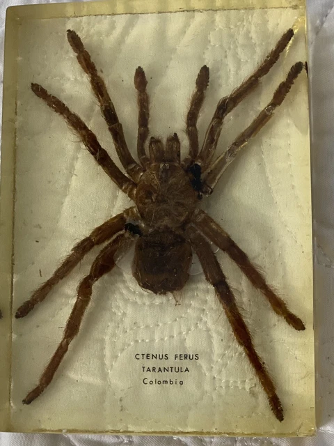 Spider Tarantula In Acrylic box