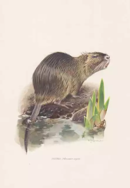 Biberratte Nutria Myocastor coypus Farbdruck von 1959 Sumpfbiber Zoologie