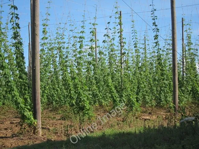 Photo 6x4 Hop field Linkhill These bines by Hope House Lane have almost r c2011