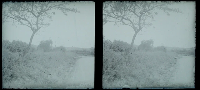 FRANCE Landscape Tree c1930 Vintage NEGATIVE Photo Glass Plate V24L8n2 