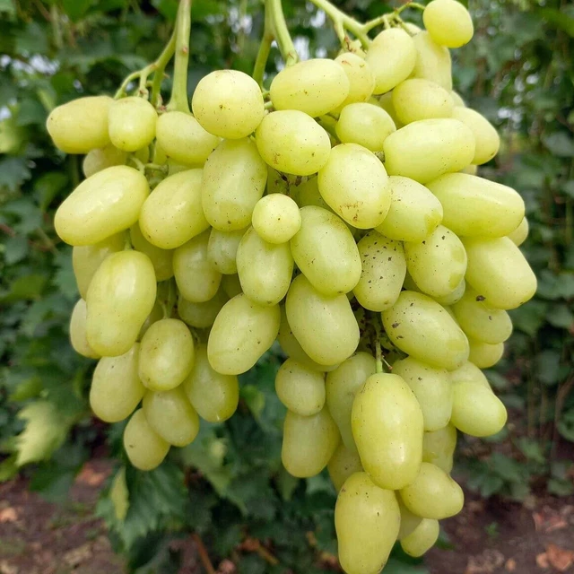 veredelte pilzfeste Weinrebe "Bananas"
