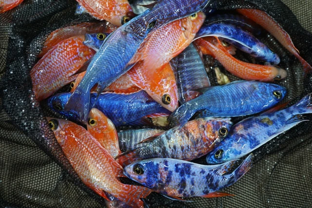 4x Assorted Peacock Cichlid (2.5 to 4") Live Fish