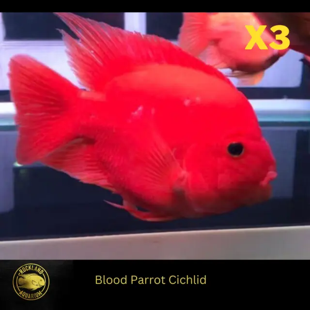 3x Red Parrot Cichlid Live FIsh (2.25"-2.5")