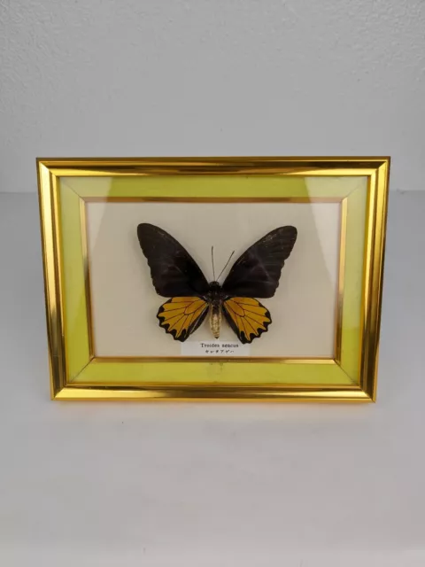 Vtg Framed Mounted Butterfly Troides Aeacus Real Taxidermy Specimen