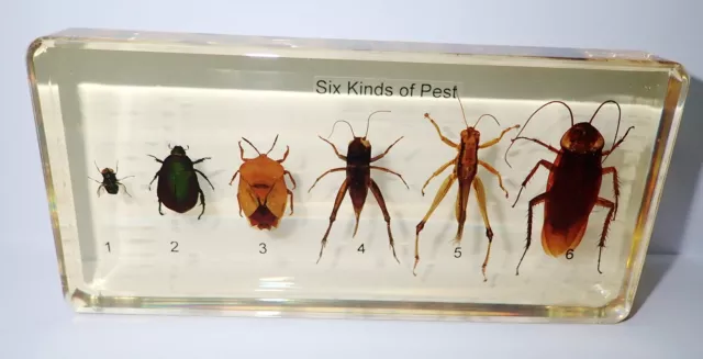 Six Kinds of Pest Insect Set in Amber Clear Resin Block Learning Kit T217A