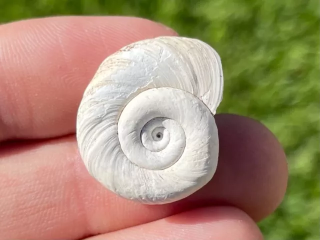 Florida Fossil Gastropod Planorbella preglabrata Pleistocene Mammoth Age Shell