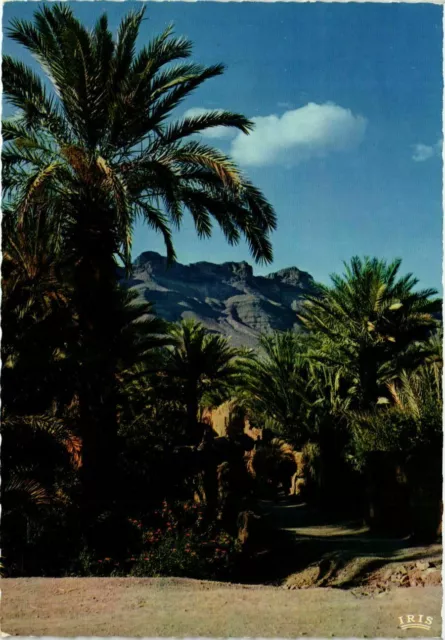 CPM AK Vallee du Draa, un coin de la Palmeraie MAROC (881097)