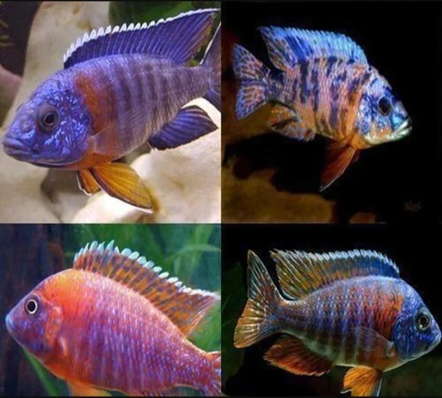 20x Assorted Peacock Cichlid (1.75-2.25") Live Fish