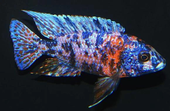 5x O.B Peacock Cichlid  (1.75-2.25") Live Fish 2Day Fedex Shipping