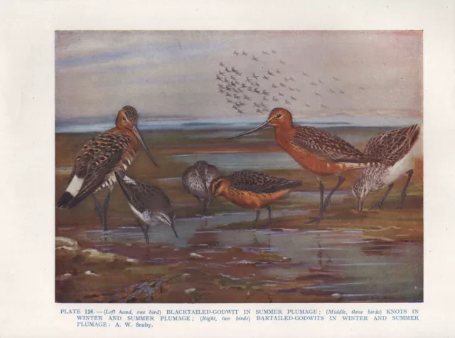 Vintage Oiseau Imprimé Blacktailed-Godwit Bartailed-Godwits Été Hiver Plummage