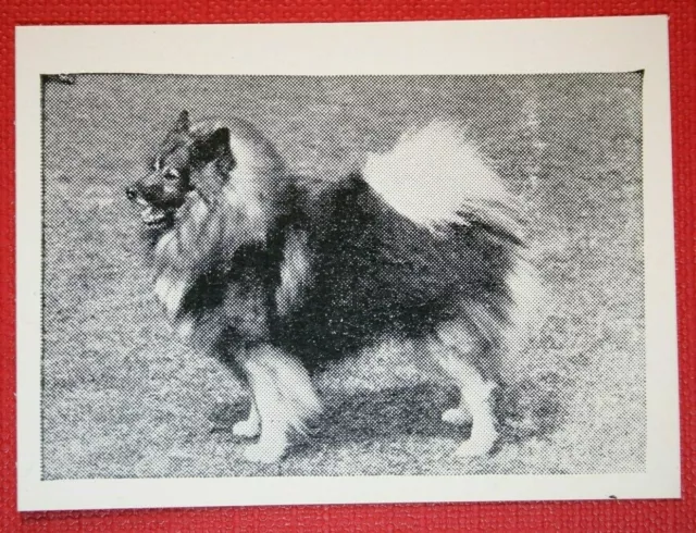 KEESHOND  Barge Dog  Vintage 1950's Photo Card  CD26