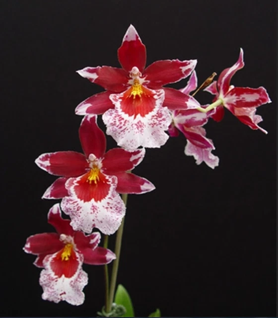 VUYLSTEKEARA CAMBRIA 'PLÜSCH' FCC/RHS Orchideenpflanze EUR 46,22